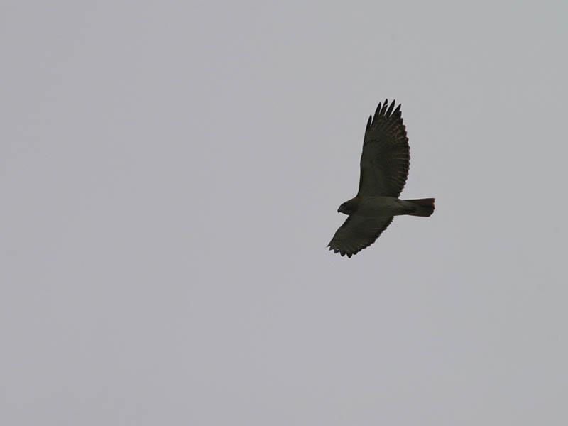 red-tailedhawk-overcast-004