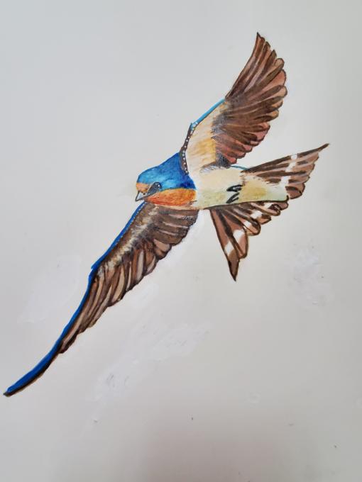 barn swallow painting