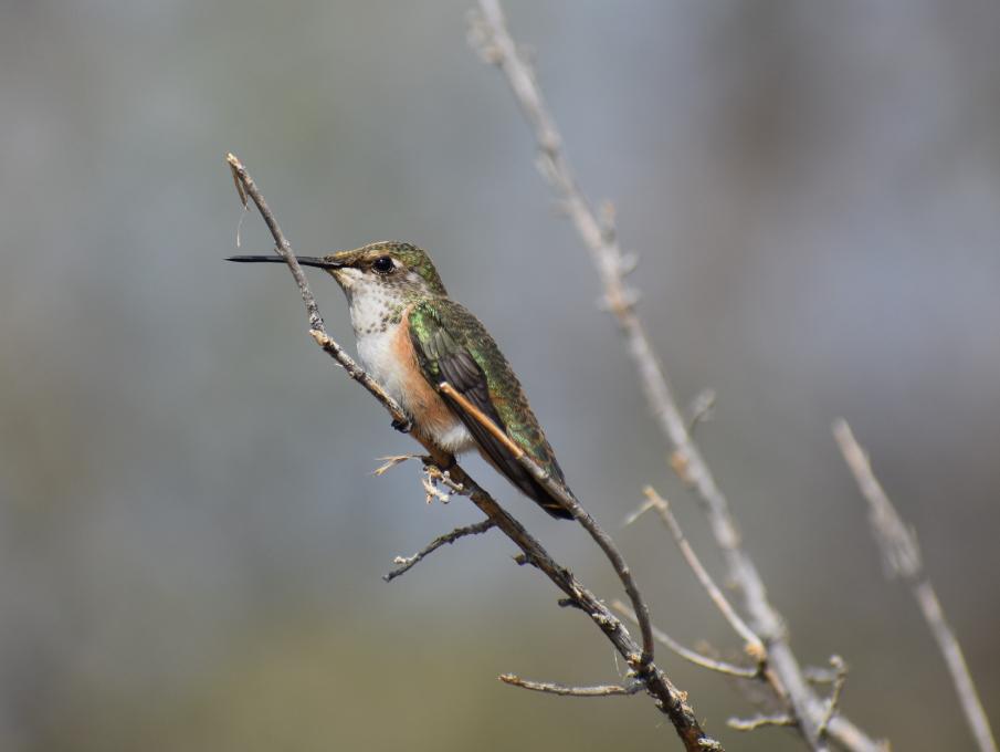 black-chinned hummingbird - immature