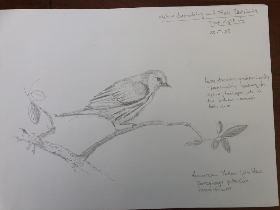  Getting started American Yellow Warbler sketch