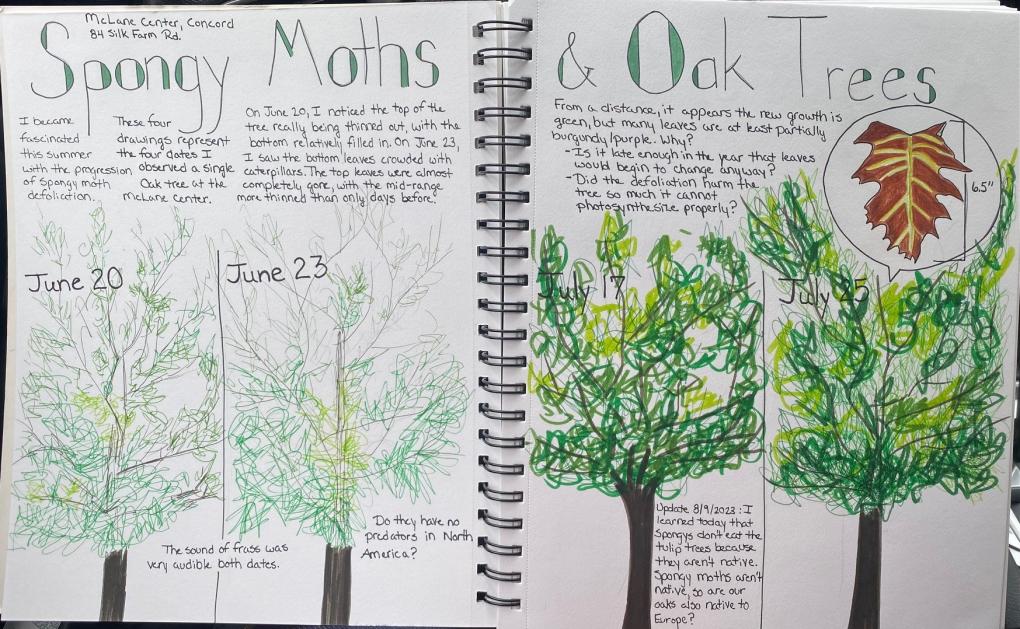 Spongy Moths & Oak Trees Journal Page