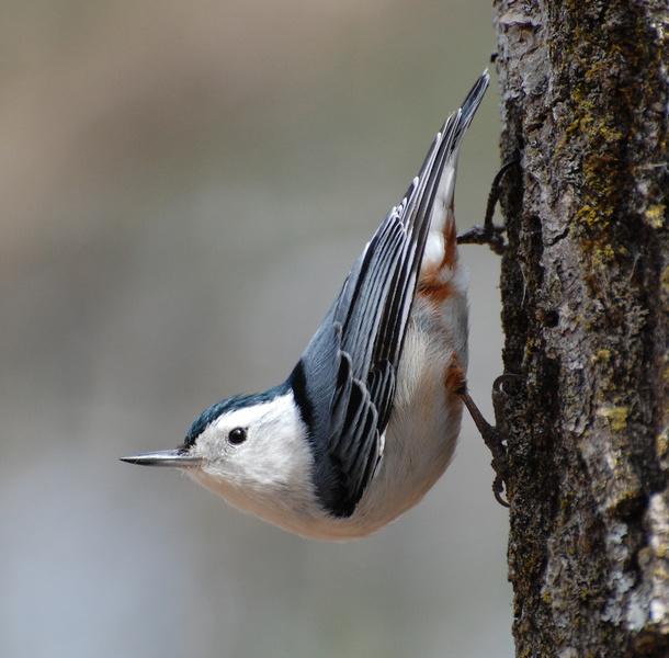 White-Breasted-Nuthatch-Images