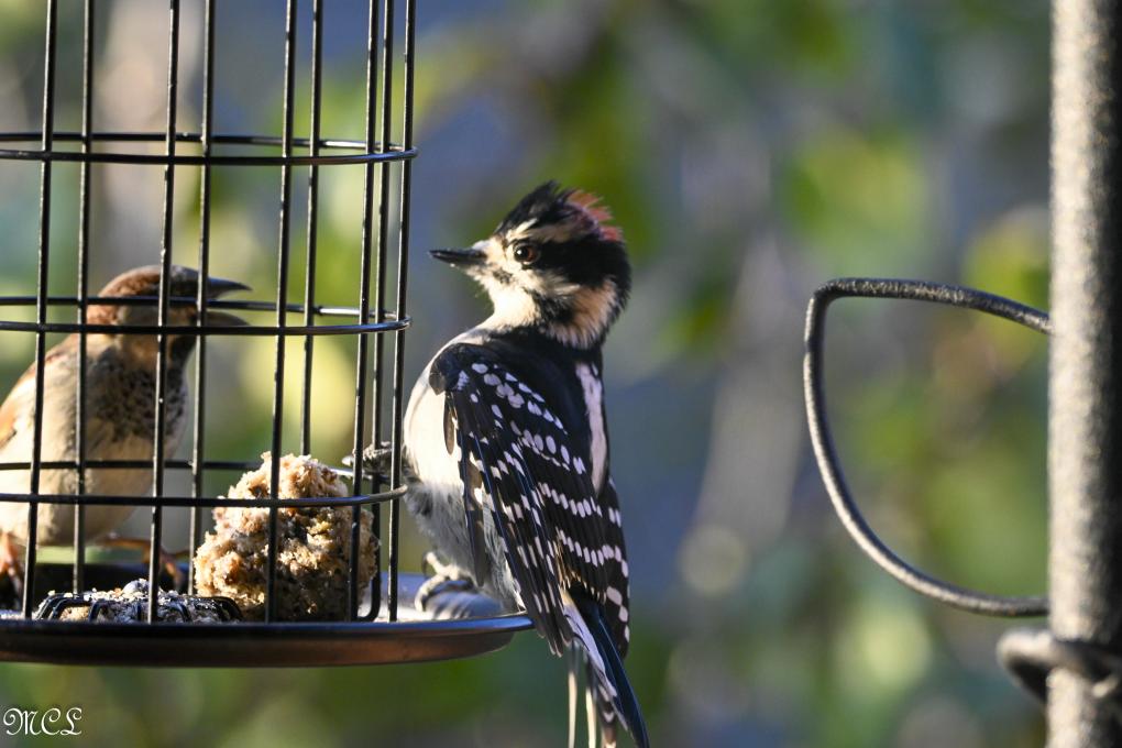 downy woodpecker w sparrow1_cropped adjusted__dsc1766-1