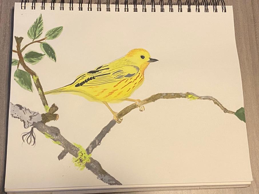 Second Yellow Warbler