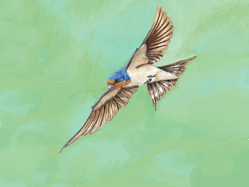 Barn Swallow-How to Paint Birds