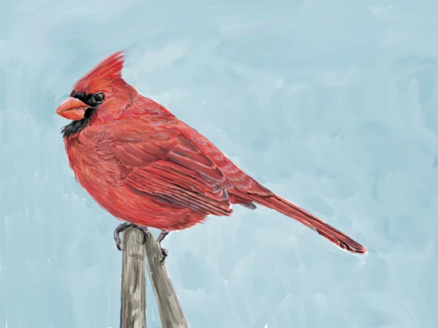 Northern Cardinal-How to Paint Birds