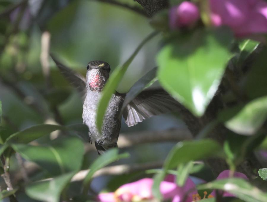Hummingbird_DSC5081_