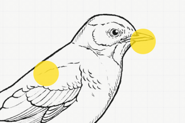 What is Unique to Birds? thumbnail