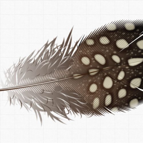 Bird_Biology-contour_feather_illustration_side