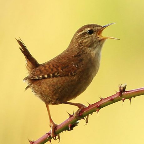 Articles | Bird Academy • The Cornell Lab