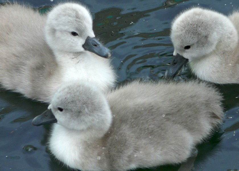 mute swan - insulation feathers