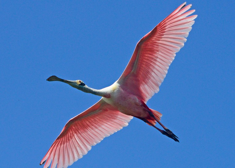 Everything You Need To Know About Feathers Bird Academy • The Cornell Lab