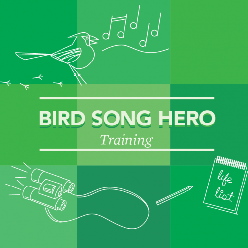 Bird Song Hero Training thumbnail