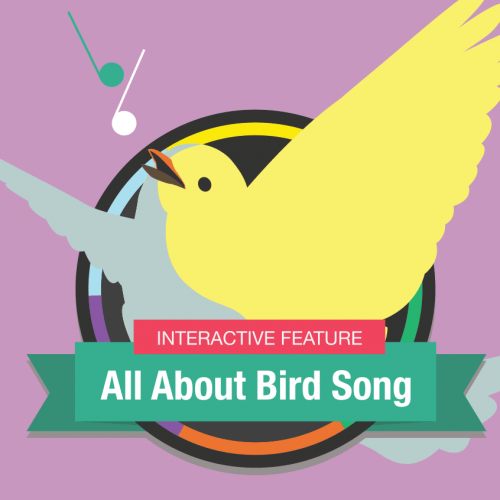 Hooked on Bird Song thumbnail