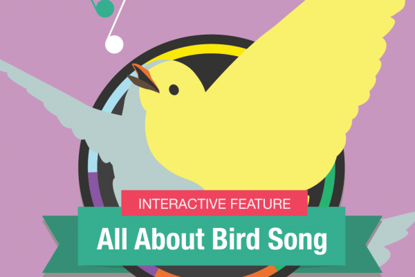 Hooked on Bird Song thumbnail