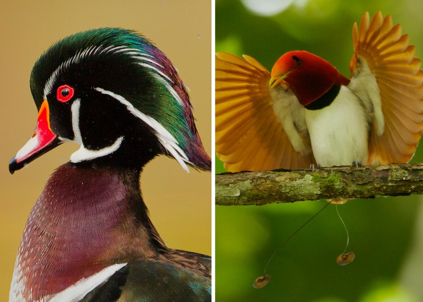 wood duck and king bird of paradise - display feathers